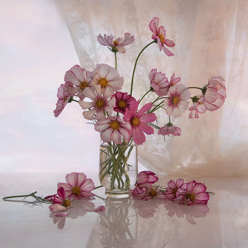 космея Зари оттенки на лепестках космеиphoto preview