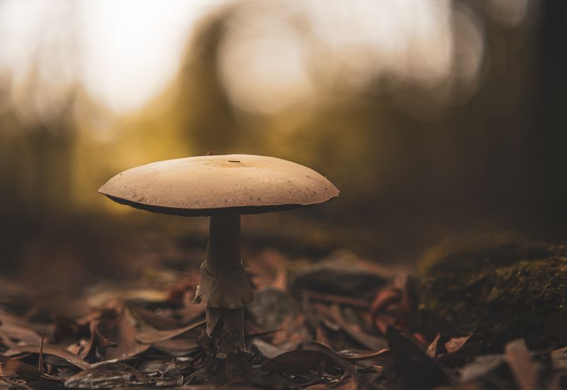 Amanita vernaphoto preview
