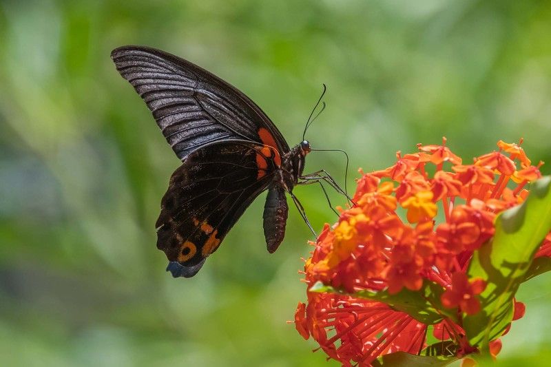#butterfly photo preview