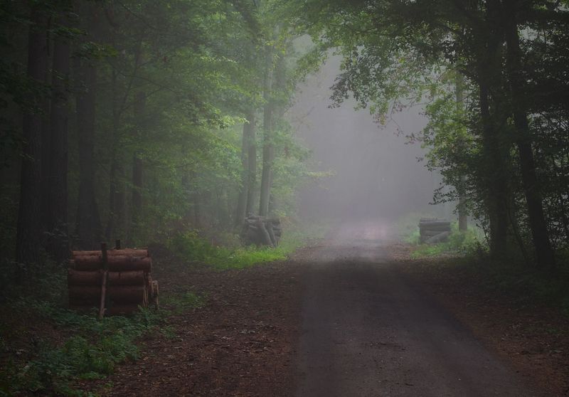 misty forest...photo preview