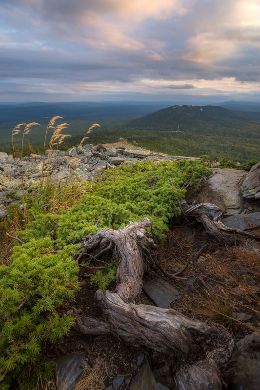 горы можжевельник вечер урал лето На склонах Уреньгиphoto preview