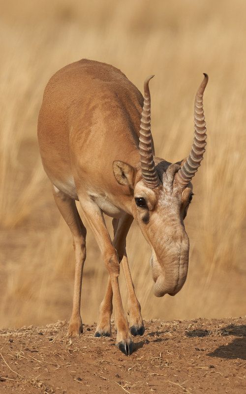 Сайгак (Калмыкия, август 2021)photo preview