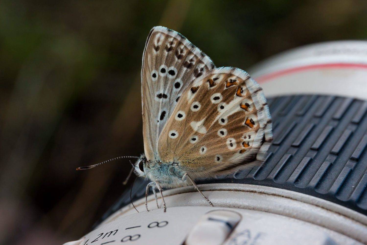Фотографиня. Автор: Алексей Юденков wildlife, insects,butterfly, насекомые, бабочка, голубянка, икар, common blue, Алексей Юденков