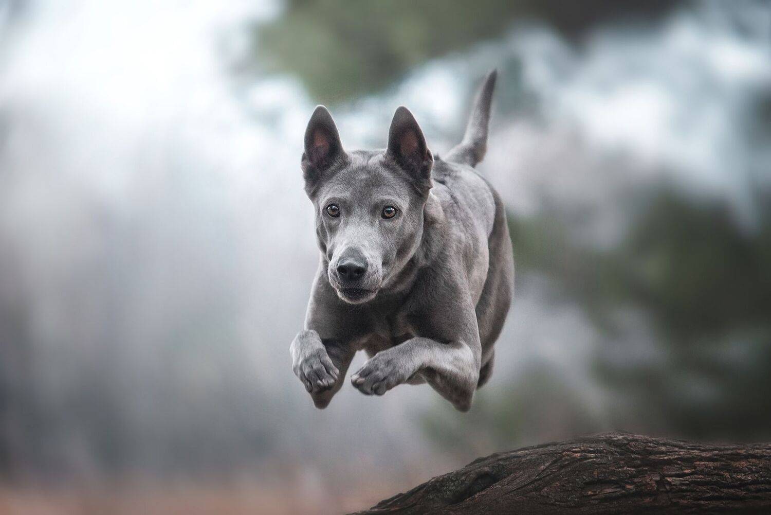 Rocket. Автор: Анна Вильховая , Анна Вильховая