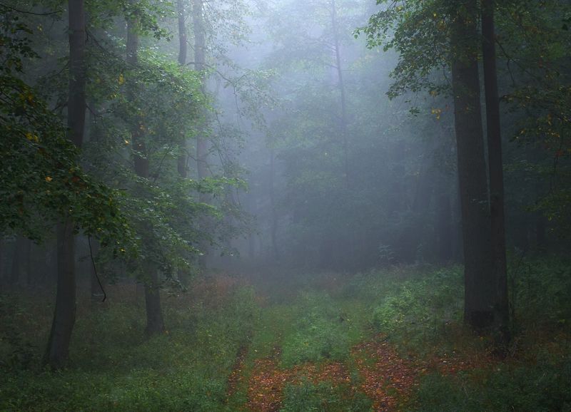 walk in the woods...photo preview