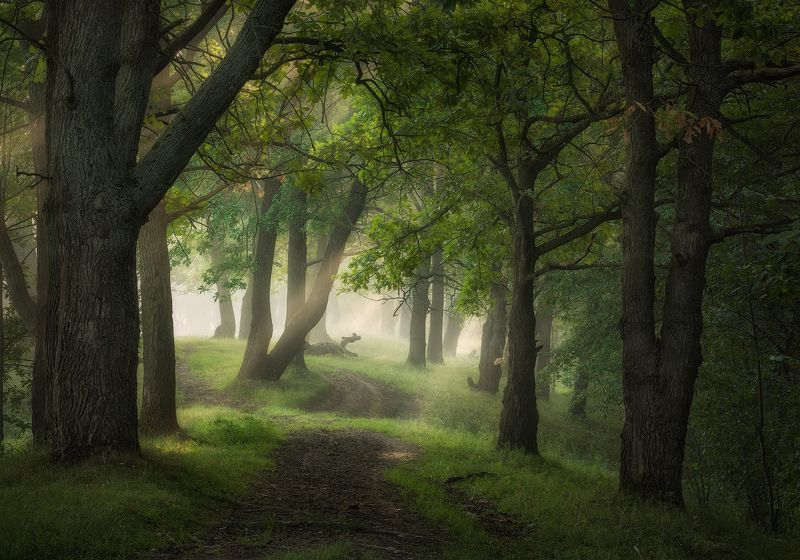 природа утро туман деревья По пути уходящего летаphoto preview