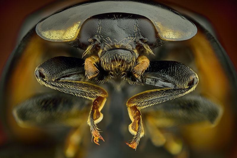 irass, waledzik, nat geo, olympus, close up, macro, extreme macro, макро Ladybug.photo preview
