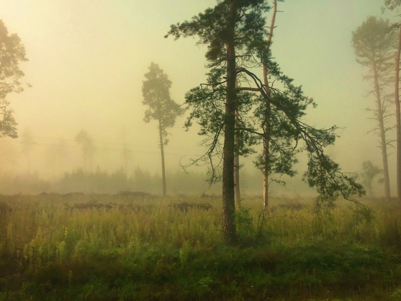 утро, туман photo preview