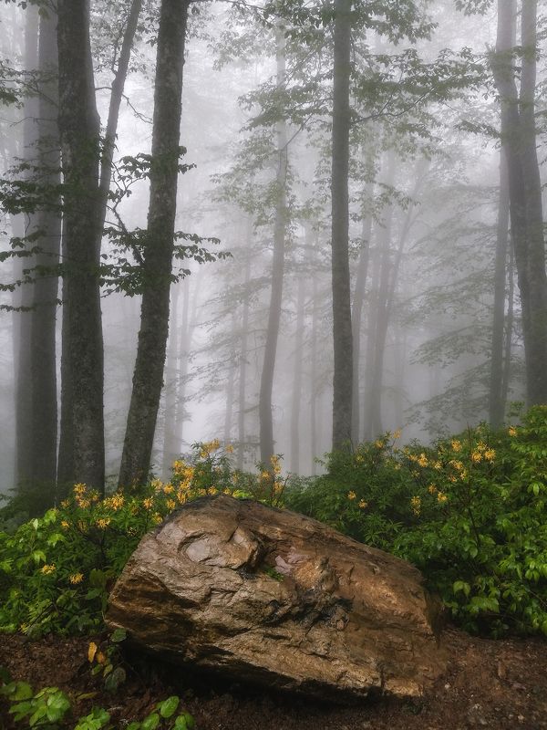 Дождь в лесуphoto preview