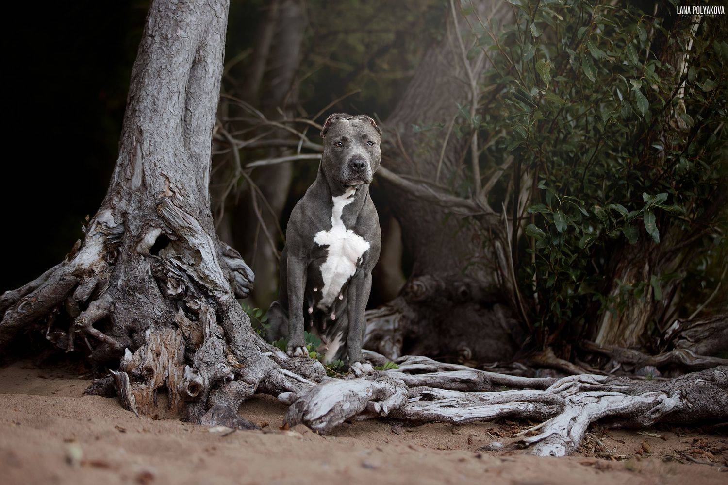 Хита. Автор: Лана Полякова собака, прайтер, голубой окрас, Лана Полякова