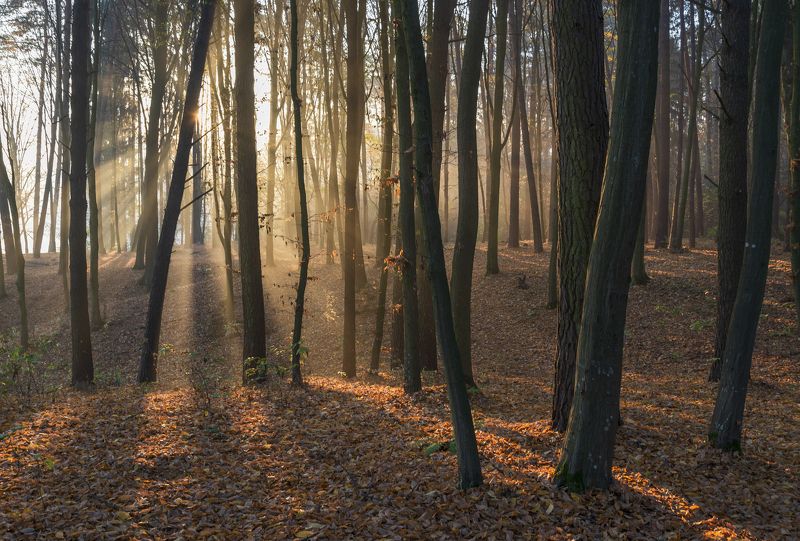 в октябрьском  лесу...photo preview