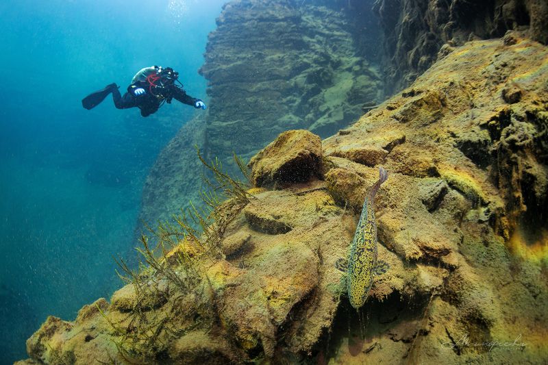 подводное фото, налим, вода, дайвер, источник В гостях у налимаphoto preview