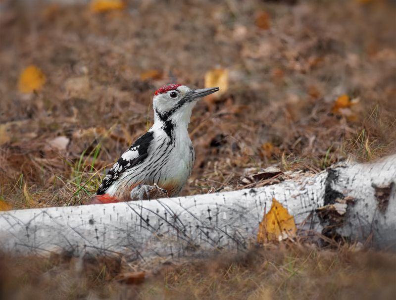 белоспинный, дятел.. Белоспинный дятел..photo preview
