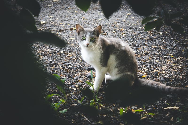 Кошка на улице Чапаеваphoto preview