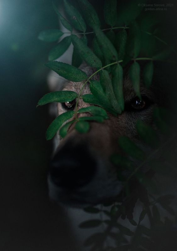 Кто страшный и большой наблюдает за тобой...photo preview