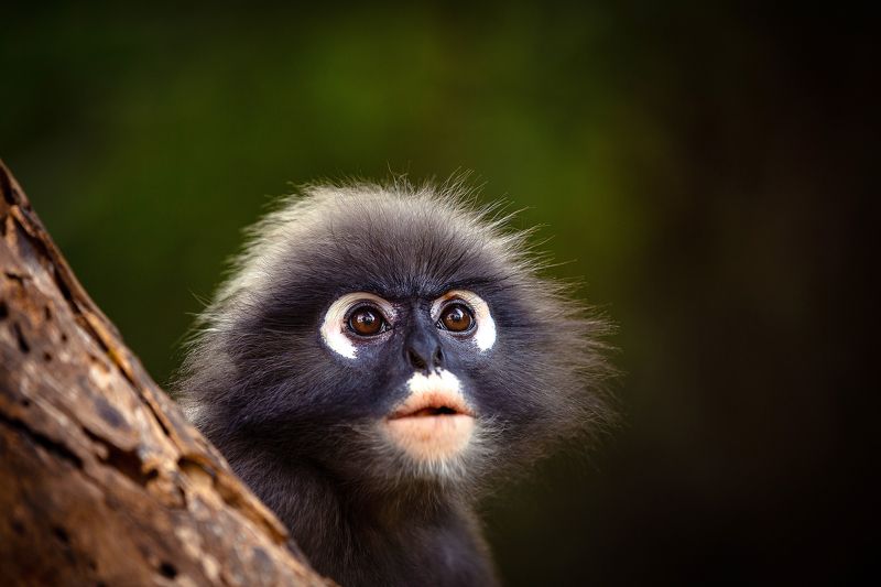 nature, outdoors, dusky leaf monkey, animals, wildlife, обезьяна, очковый тонкотел, животные, приматы, мартышка Пристальный взглядphoto preview