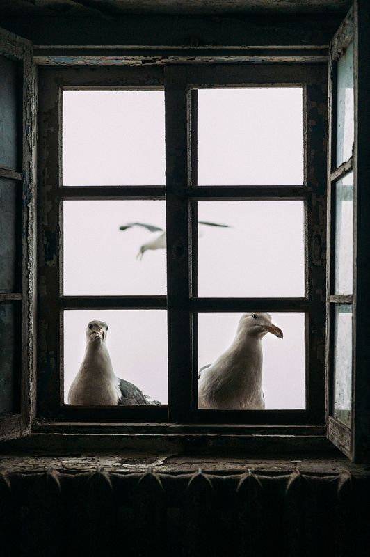 Чайки на маяке photo preview