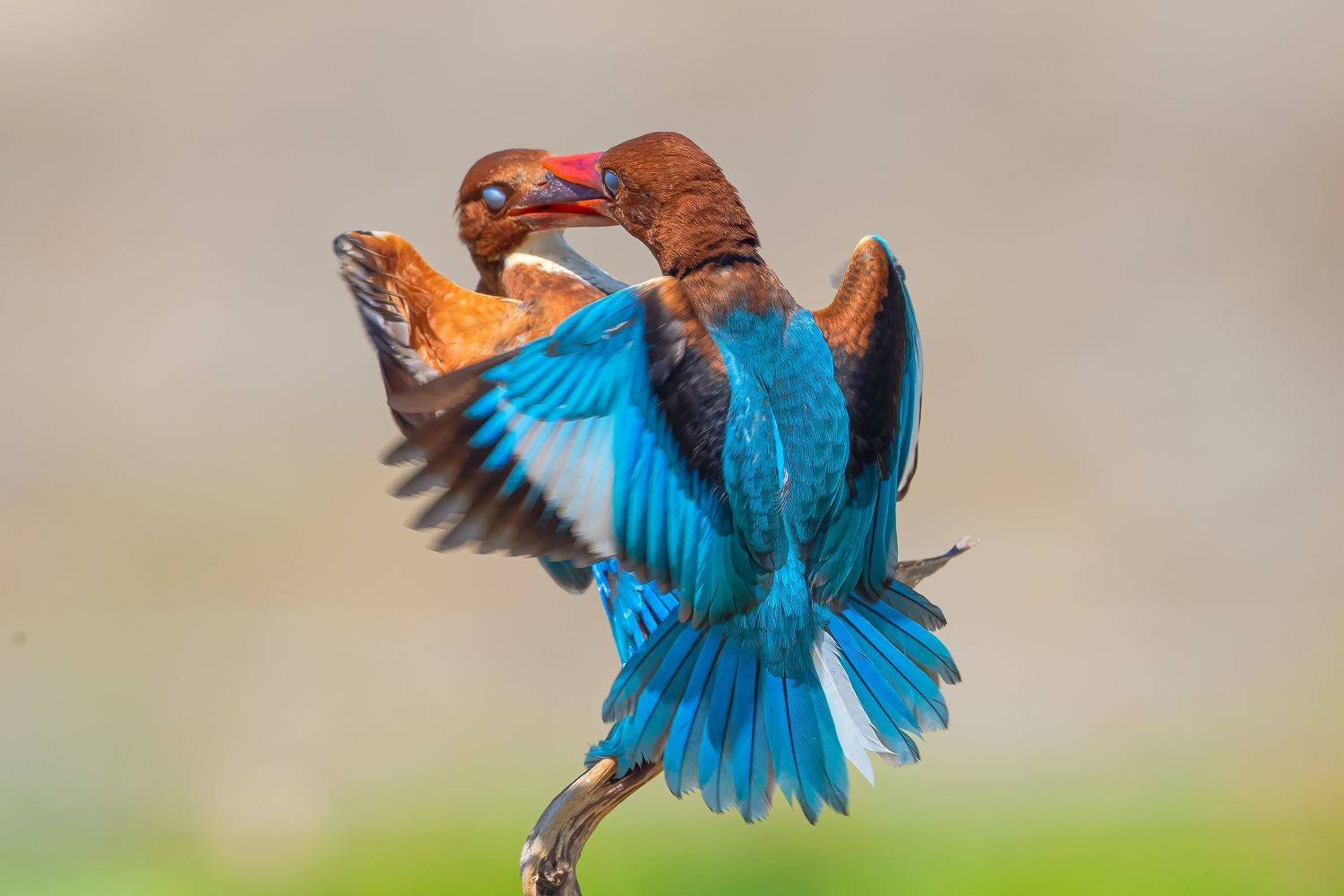 White-throated Kingfisher 4. Автор: Rin Võ bird , vorin, Rin Võ