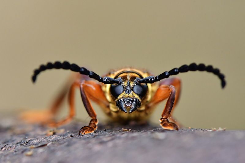 denis moura, mogi das cruzes, brasil Besourophoto preview