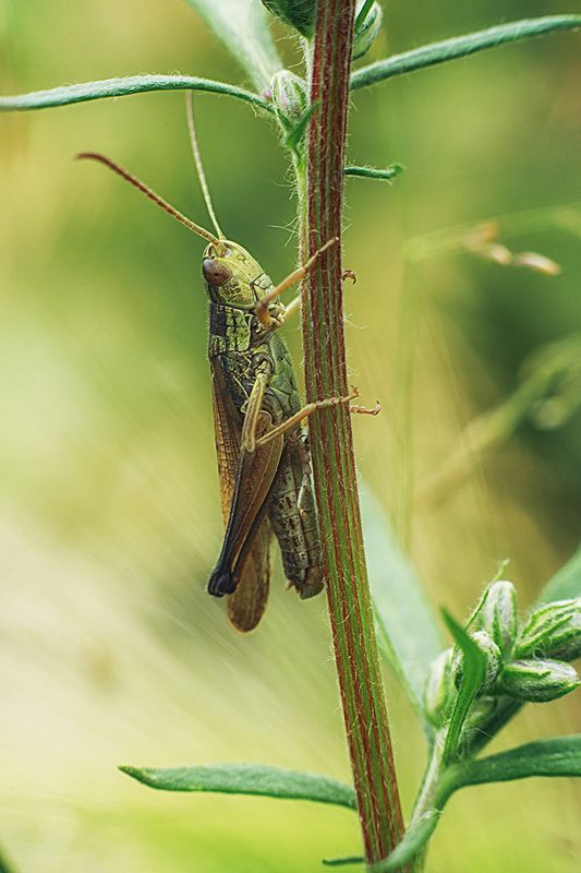 Совсем как огуречекphoto preview