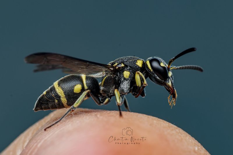 bee, hand, insect, animal, macro, focus, nature, natural, outside Bee on my handphoto preview