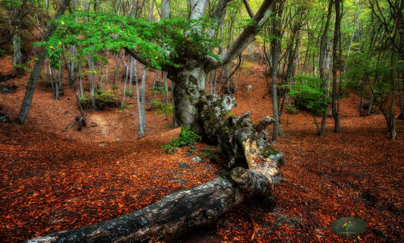 autumn Осеньphoto preview