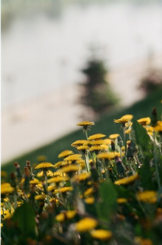 пленка, пленочная фотография, цветы, лето, одуванчики, зенит Набережная Тюмени в одуванчикахphoto preview