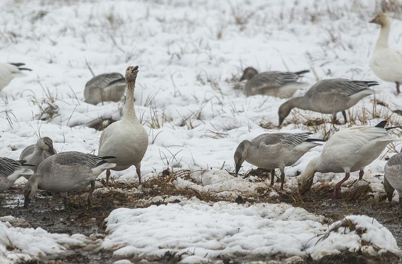 чукотка арктика гусь белый перелет снег осень Вот такой конец лета....photo preview