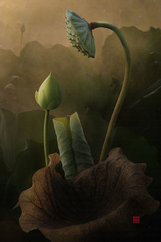 Lotus #6photo preview