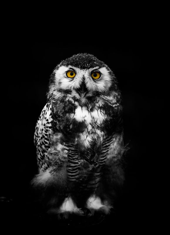 сова, птица, животное, анималистика, глаза Портрет полярной совы. photo preview