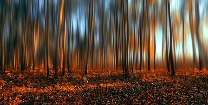 В лесу...photo preview