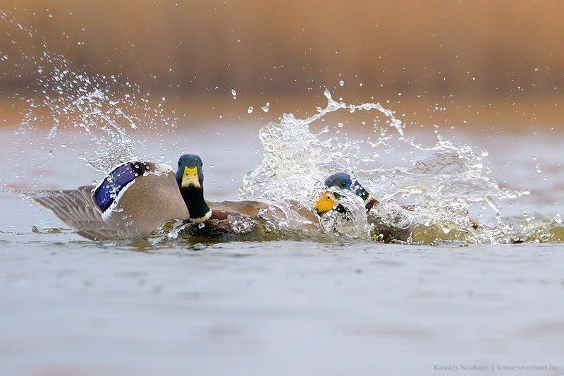 I catch you!photo preview