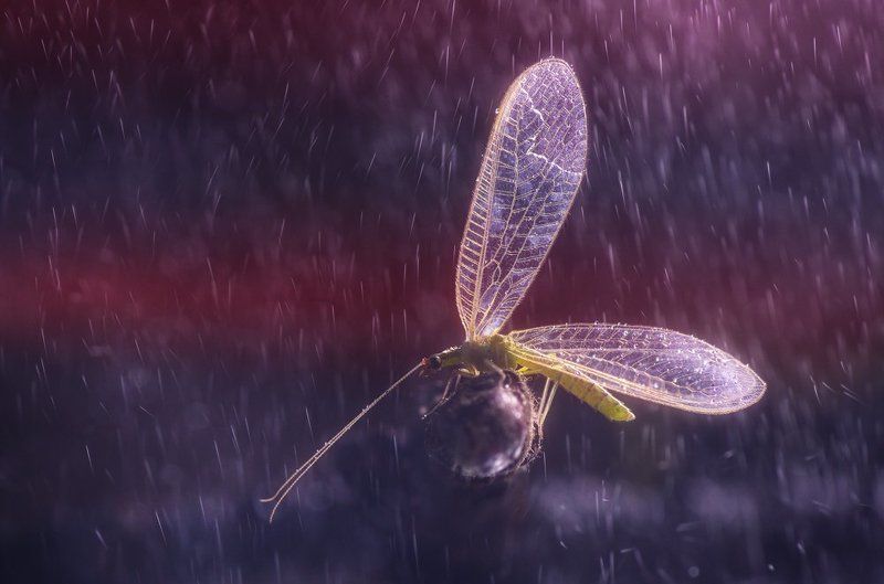 Дождьphoto preview