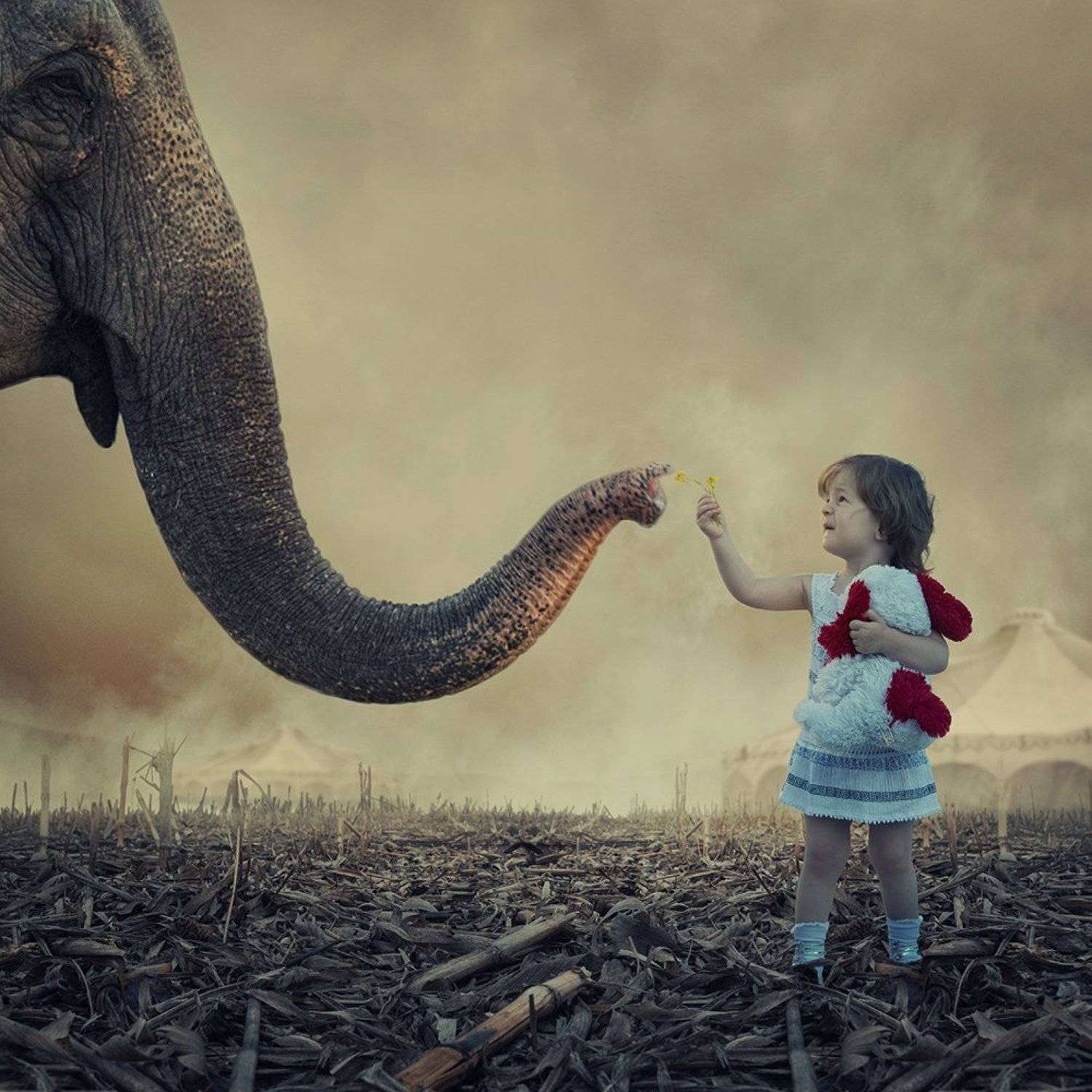 The shy friend request. Автор: Caras Ionut bascket, clouds, cold, cross, deer, frozen, manipulation, mounting, old, photoshop, psd, searching, sky, snow, stone, tree, tutorials, warm, winter, womman, Caras Ionut