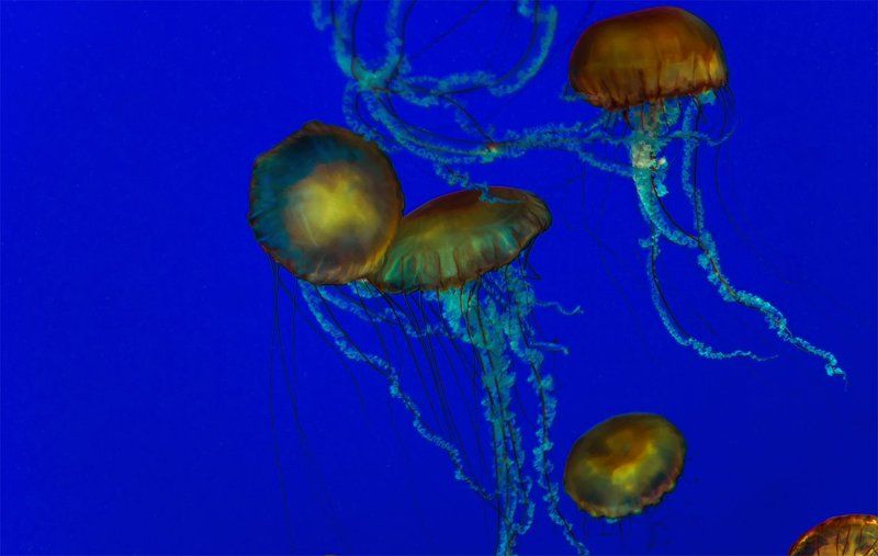 Коcмocphoto preview