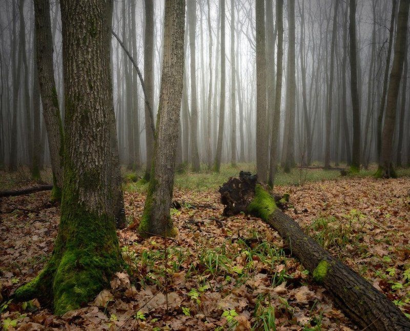 О деревьях и изменчивой погодеphoto preview