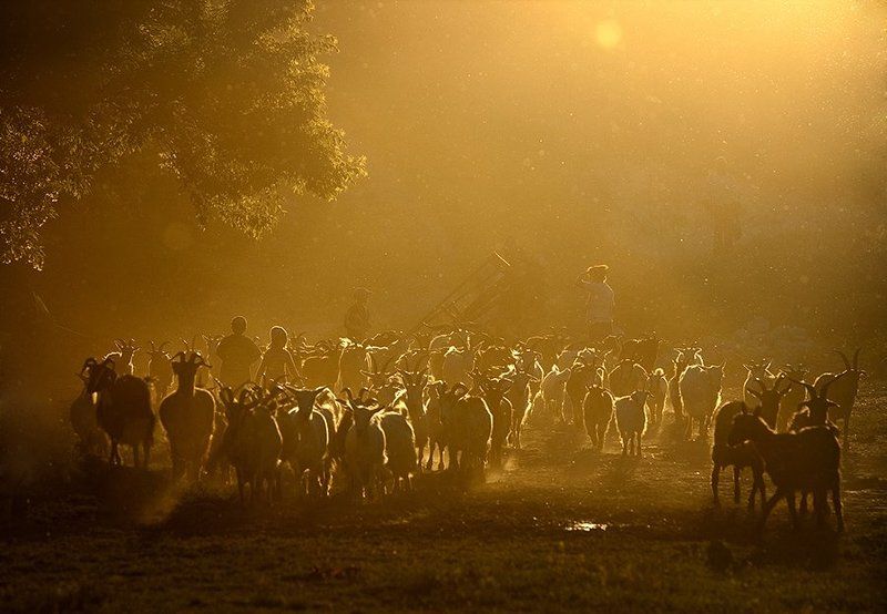 Pastorallphoto preview