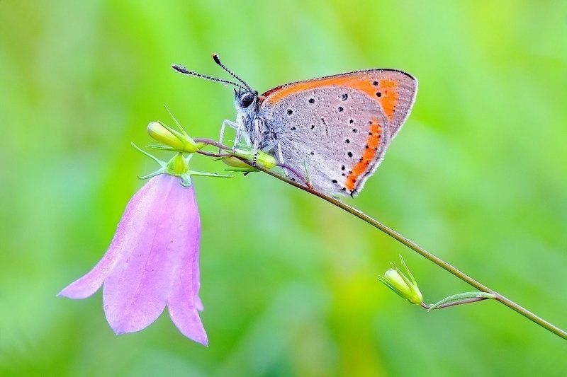macro Ring a bell...photo preview