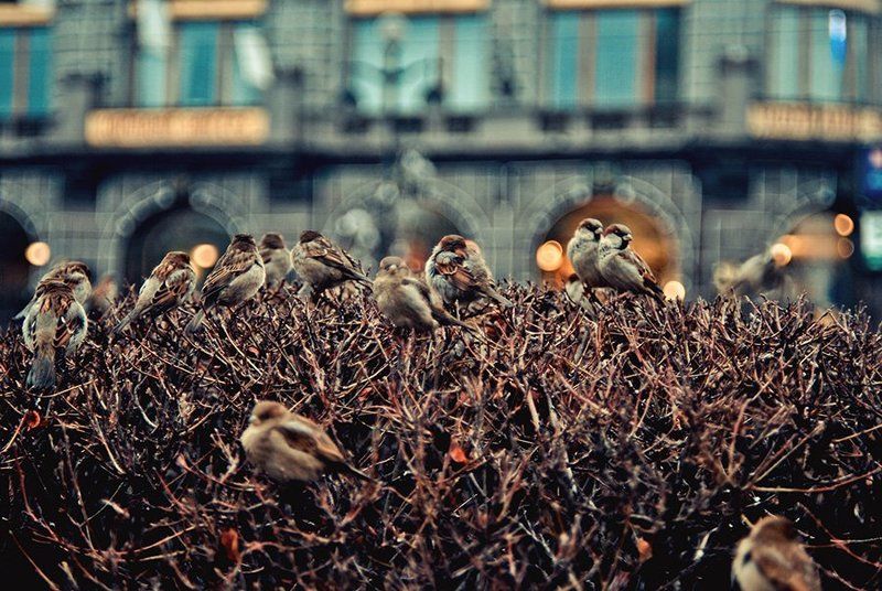 Autumn, Bird, Birds, House, Nikon, Russia, Saint-Petersburg, Sparrow, Sparrows, Spb, Воробьи, Дом, Кусты, Осень, Птицы, Россия, Санкт-петербург ***photo preview