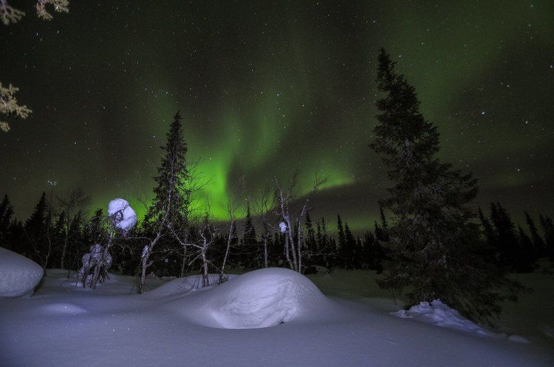 в северном лесуphoto preview