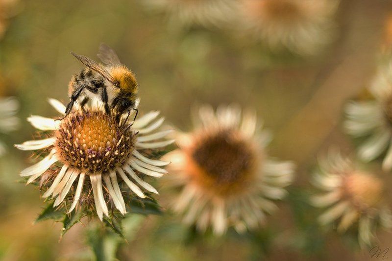 воришкаphoto preview