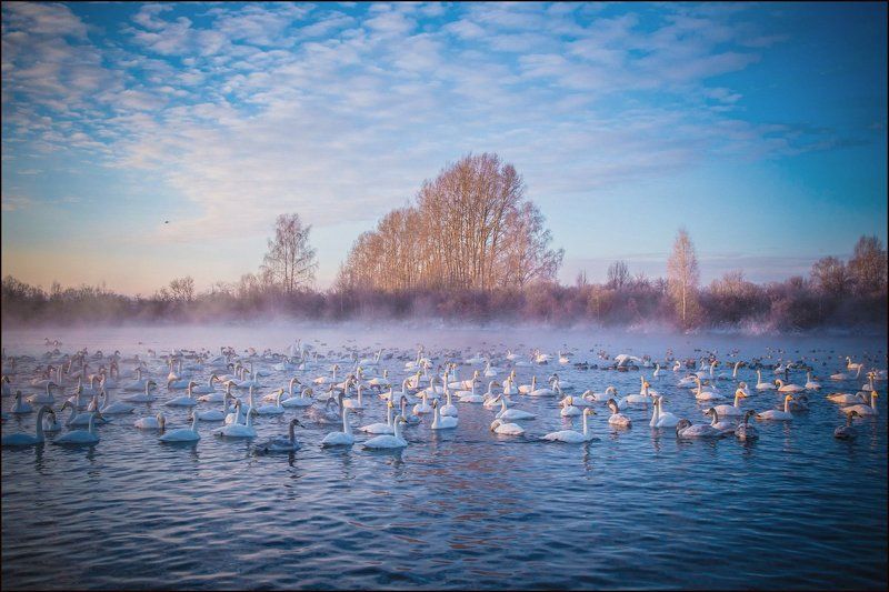 алтай, лебеди, зима Рассвет на Лебедином...photo preview
