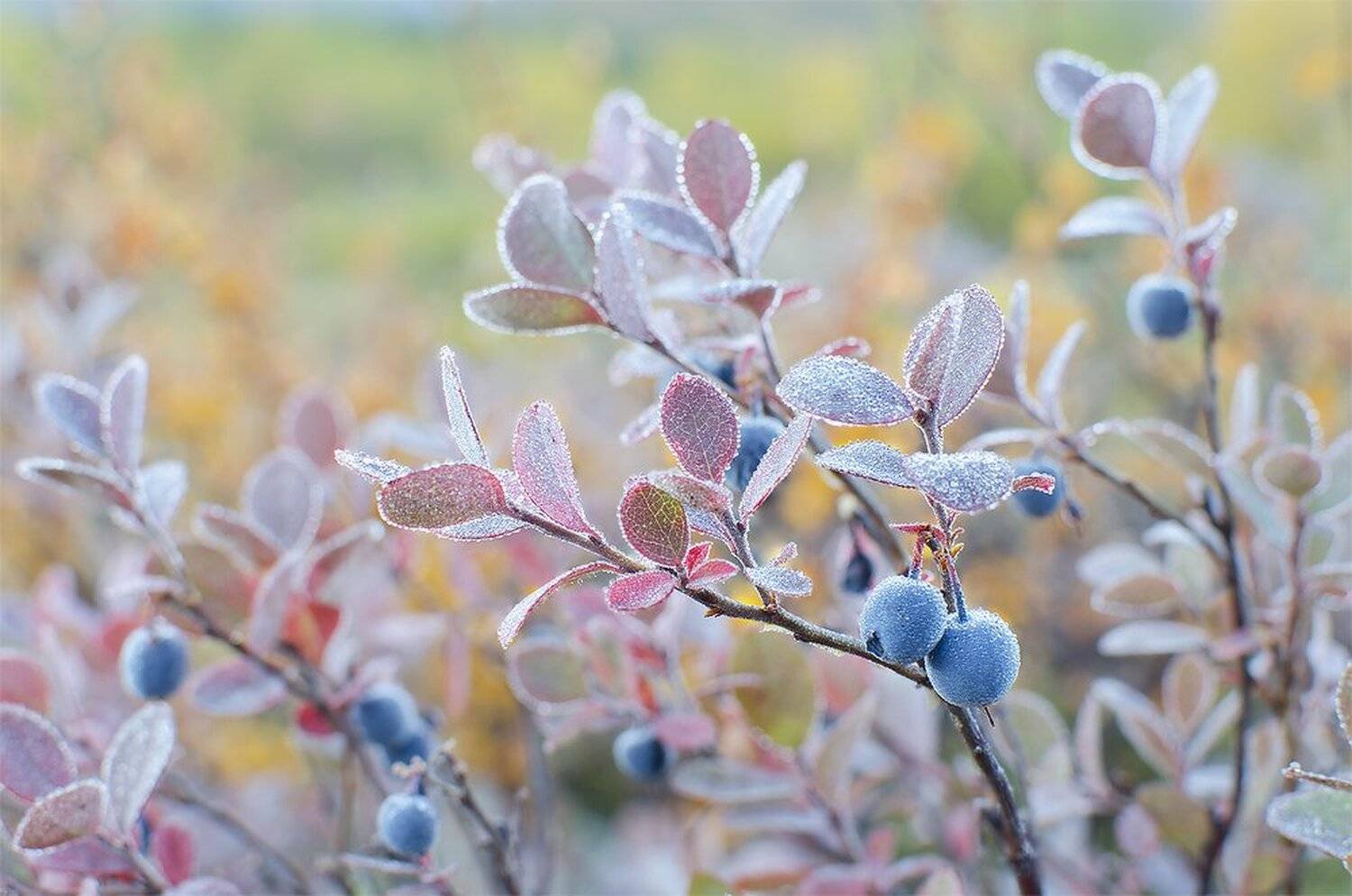 Голубика, Макро, Хибины, Юсупов Александр