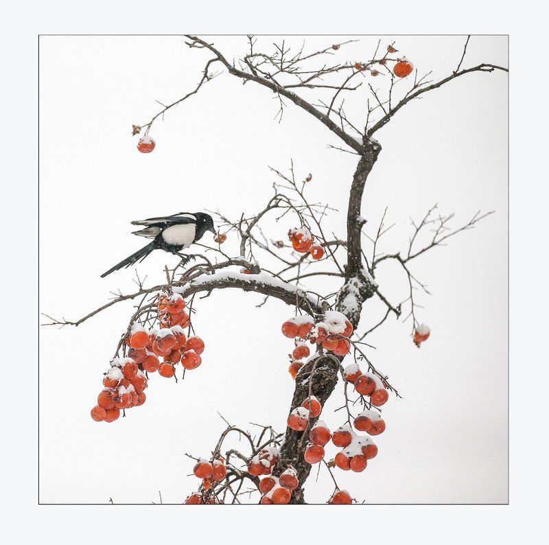 LA PIE & THE SNOW PERSIMMONphoto preview