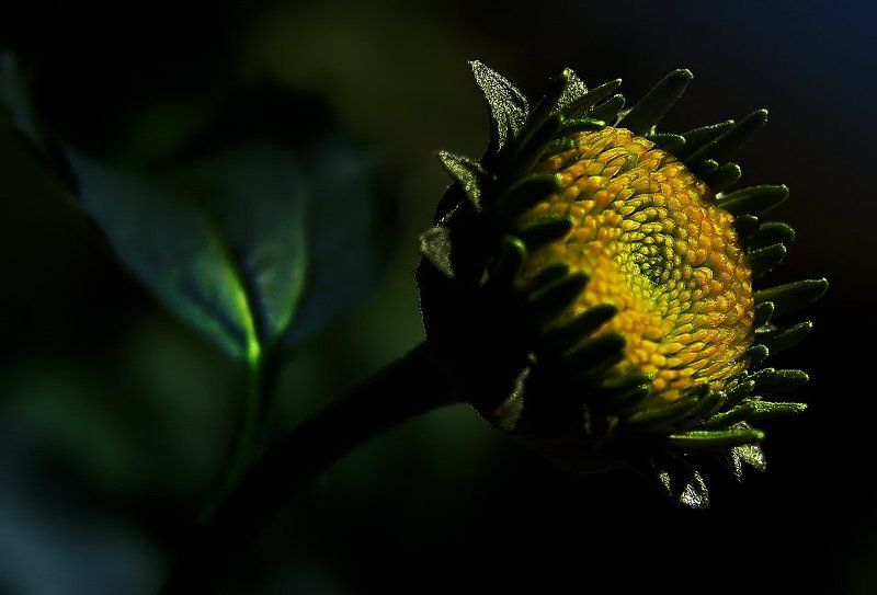 wake,nature,sony Delicate Lightphoto preview