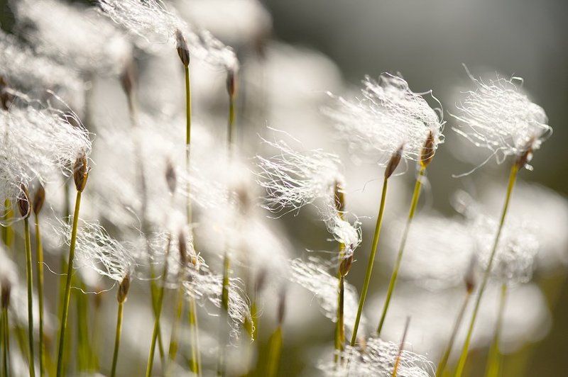 Ветерphoto preview