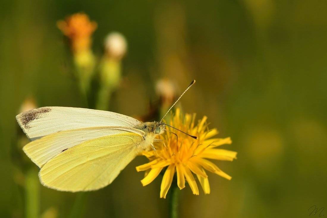 завтрак. Автор: JARO , JARO