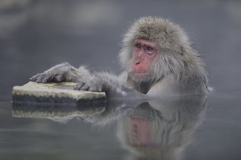 Маэстроphoto preview