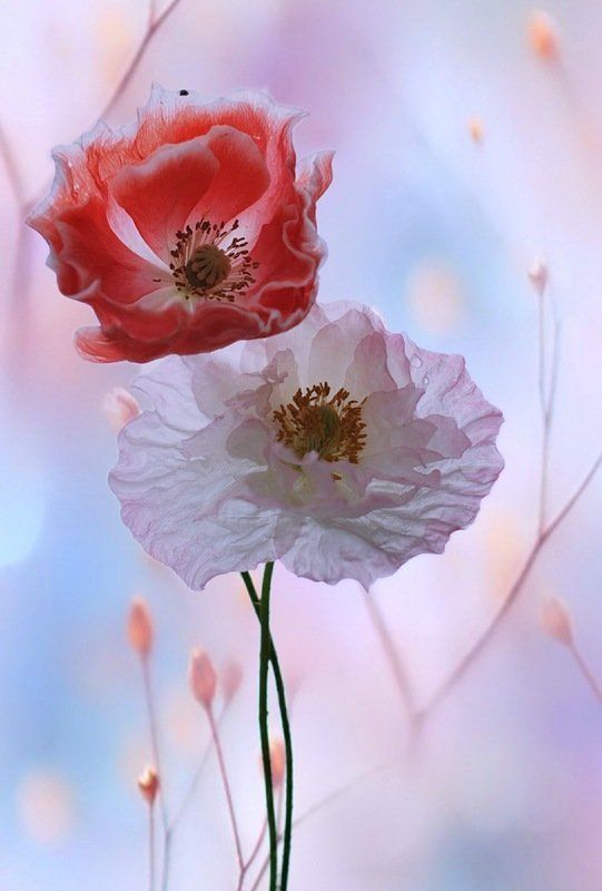 Лёгкое лето ...и нежное...photo preview