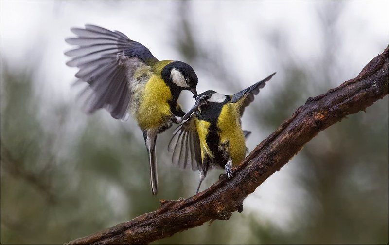 Получи!photo preview
